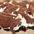 AVAILABLE ROMA STORE SALE 04.08.20. Heifers.